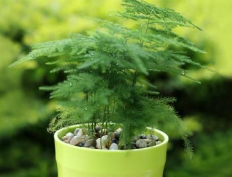 『躲雨』千奇百怪的花卉中，有这么2种植物，不喜欢下雨天，需在室内躲雨
