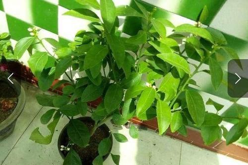  [吃不完]3种“水果籽”别扔，埋花盆，10天就发芽，久了，结果全家吃不完