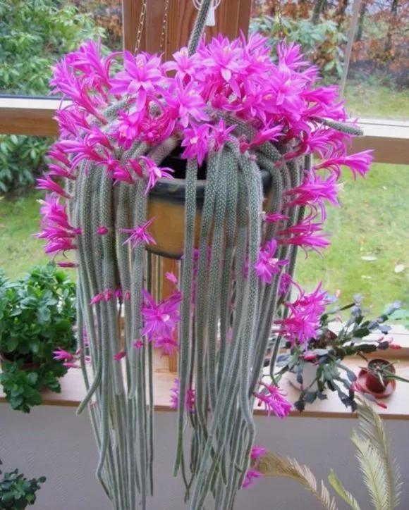 「还要」4种仙人掌植物“爱开花”,一开一大片,比蟹爪兰还要好看!