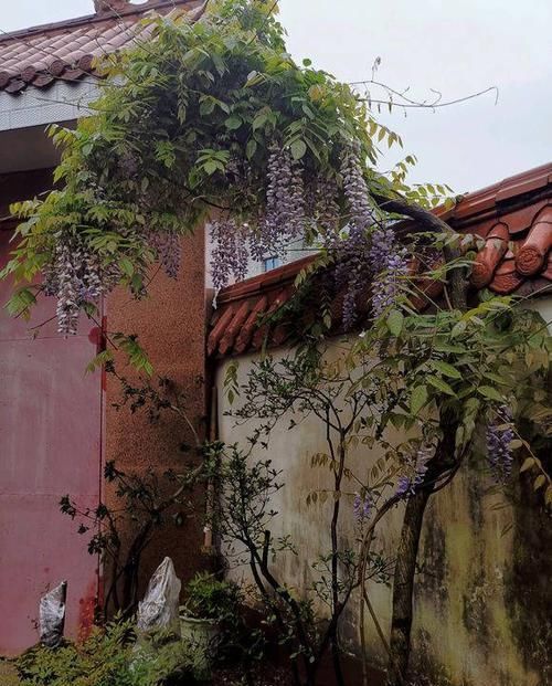  花园@想回到农村，把老家改造成花园，庭前种花，屋后种菜！