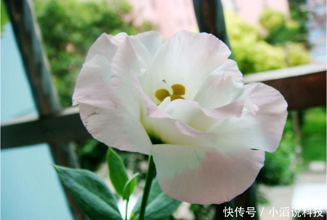  『阳台』适合养在阳台的3种花，晒得越狠开花越好，夏天也能赏花，美极了