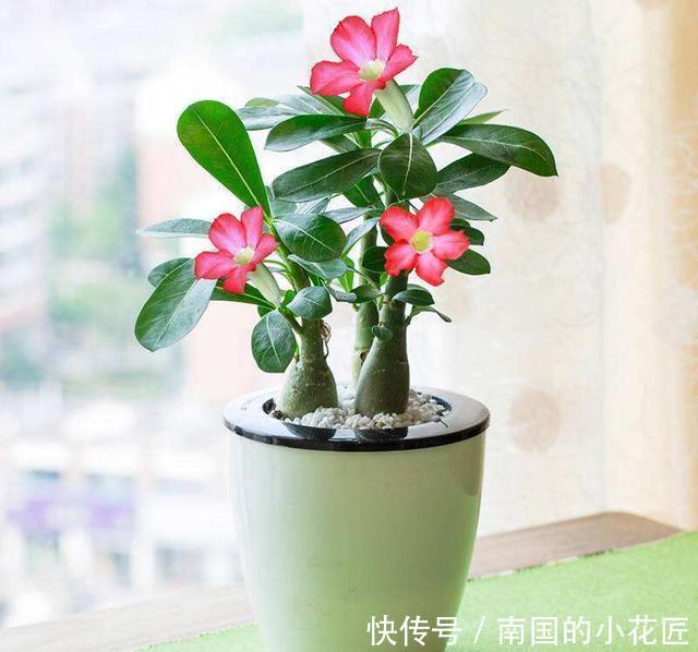  生存|沙漠也有花开，家养一盆沙漠盆景，看沙漠风情