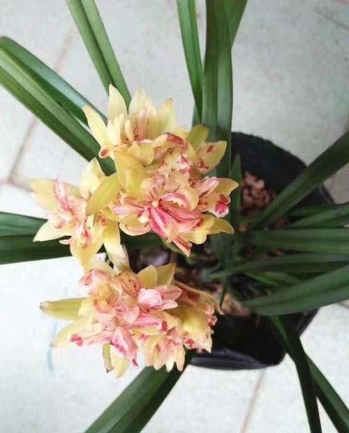 香浓:此兰最具震撼力,花色惊艳无比,花大香浓,一开一个月,值得拥有