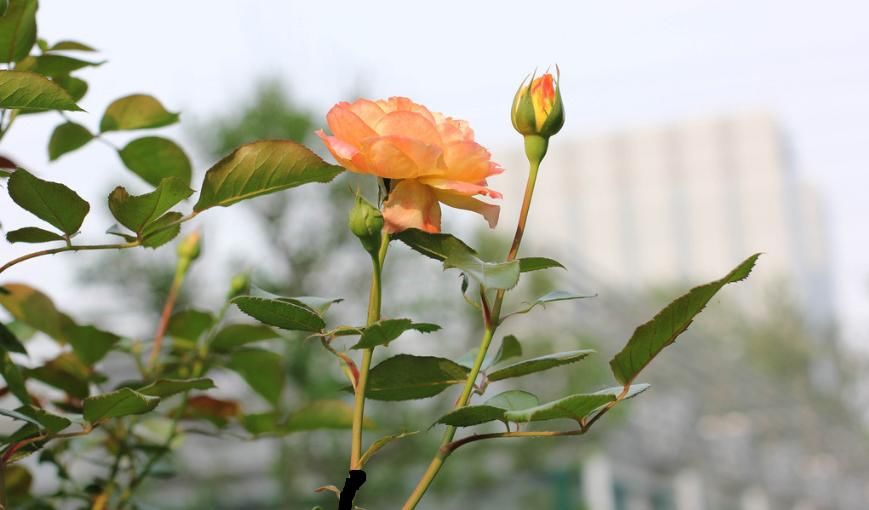  [枝条]月季花别再扦插了，枝条割一刀，裹个方便袋，易成活开花美！