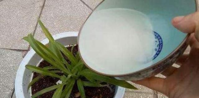  【养花】家庭养花如何浇水？注意3个“细节”，根系壮，开花多，植株旺