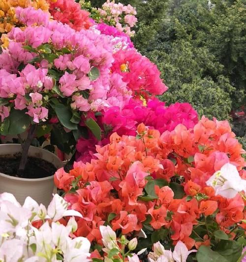  #到了秋天#三角梅“娇生惯养”不开花，虐待一个月，花芽嗖嗖冒，开成大花树