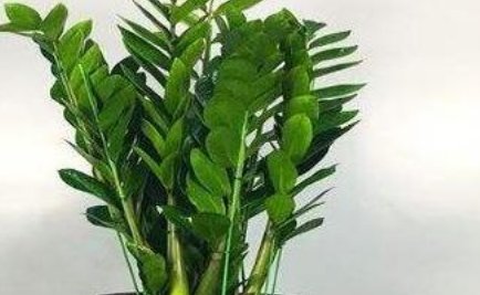 漂亮@2种“耐旱”花,漂亮又好养,30天不浇水,也能长,开爆盆,真美