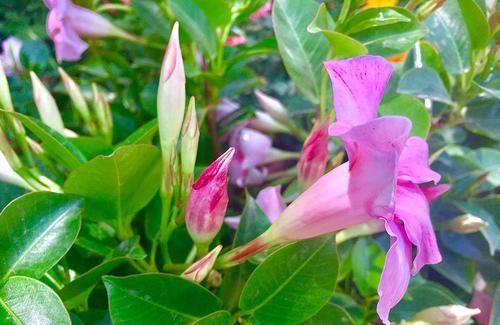  「芳香」喜欢养花就选这种，花期长，芳香熏满屋，是居家阳台盆栽的佳品