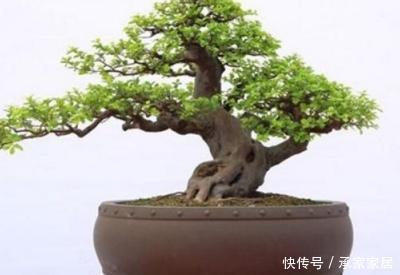 盆景的养殖:榆树盆景如何放养