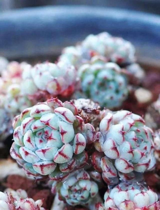  植物：多肉植物施什么肥长得快？这几个注意事项要做好！