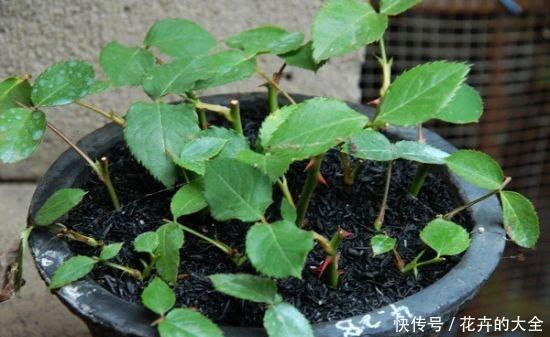 扦插■张阿姨养花从不花钱,都是用“枝条”扦插,尤其是这三种花更好活