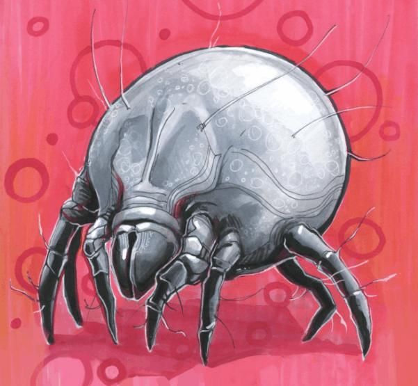 起床后有这3个问题的,说明是螨虫在毛孔里“工作”一整夜的成果