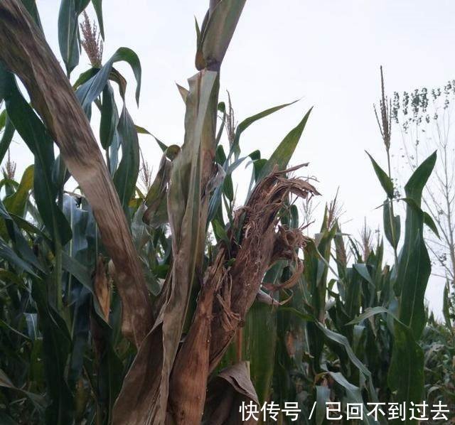 专家今年玉米亩产上千斤,看了下面的照片后专家不说话了！