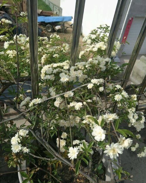  #朵花#家里养花必养此款花卉，四季常开花，一条枝百朵花，满屋花香四溢