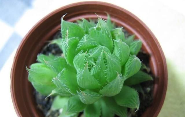  「植物」多肉植物水晶掌怎么养 水晶掌的养殖方法