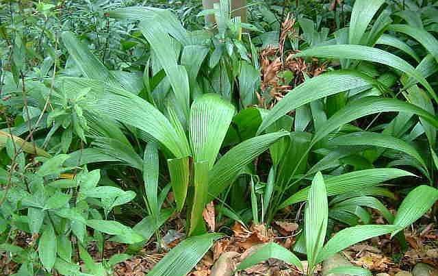  「仙茅」南方农村一种“宽叶草”，猪牛都不吃，殊不知，这是唐代皇家贡品