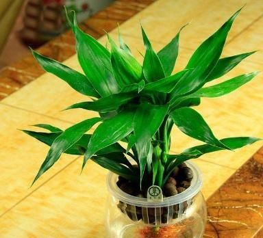  「药片」想养好富贵竹，这“几种药片”缺一不可，再也不用担心黄叶、烂根