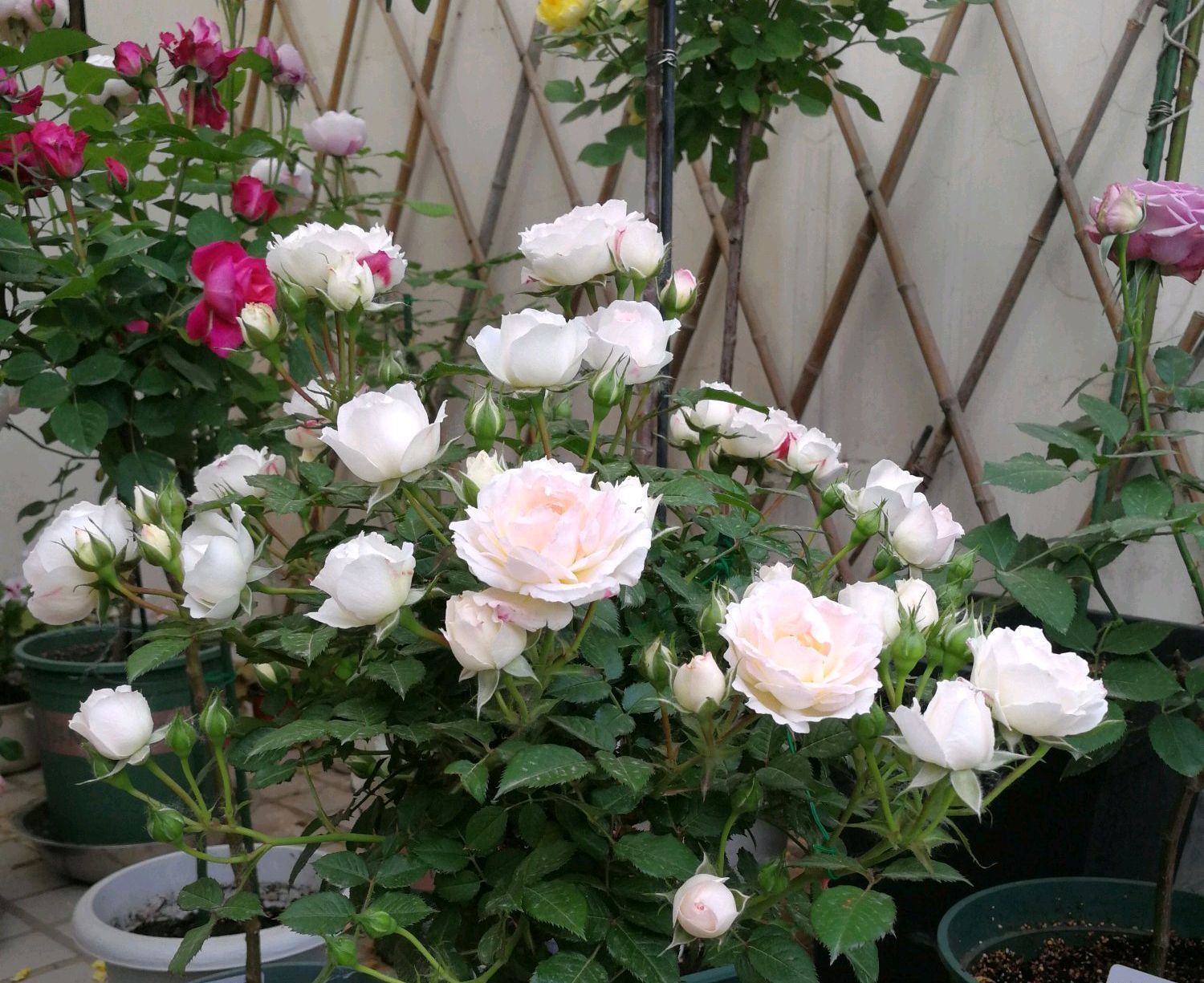  『晒不到太阳』养花千万别犯这些错,否则真是养什么死什么,还是放弃养花吧!