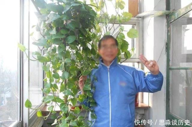 『发财树』10米长的绿萝,阳台放不下了,看看他是怎么养的吧