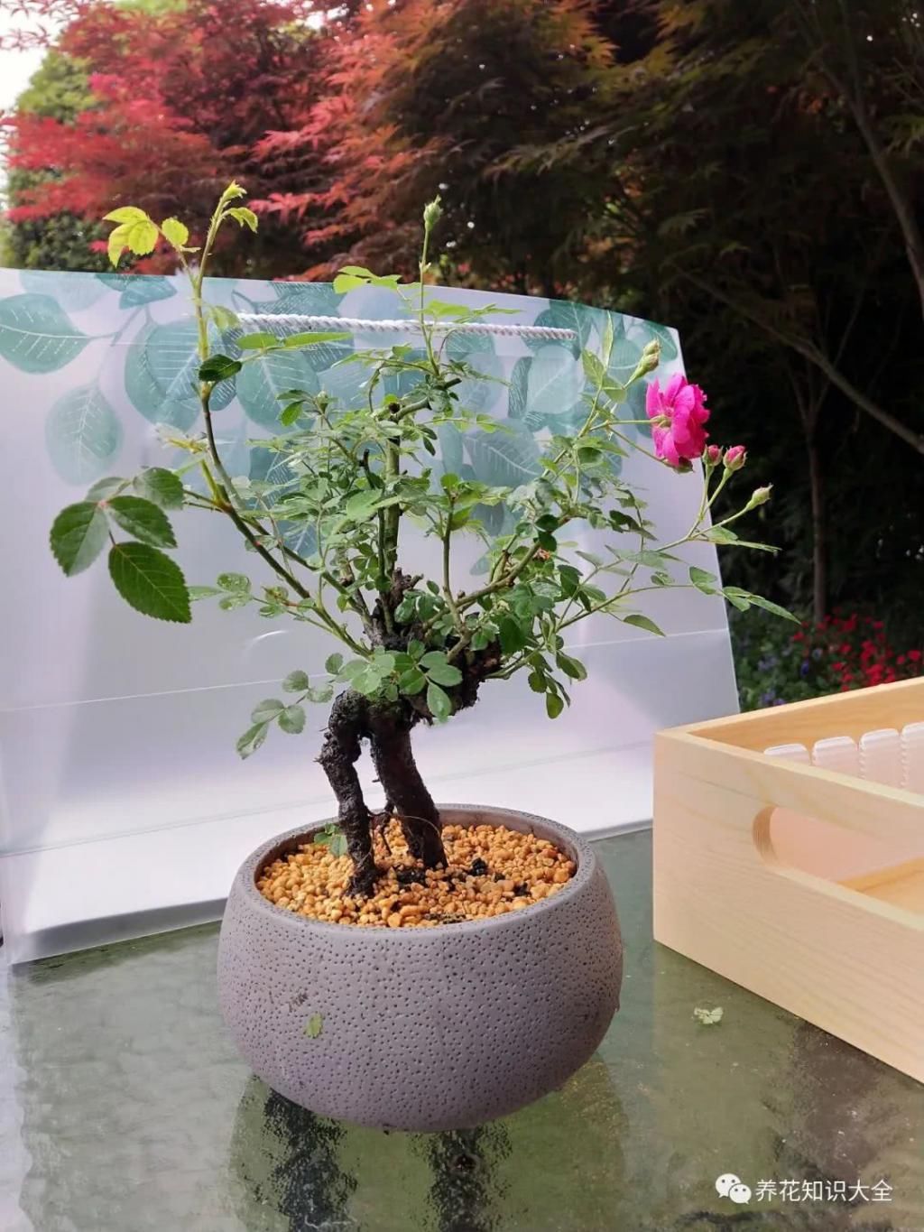  月季■少有人养过的月季老桩盆景，价格居然比普通月季贵几十倍！
