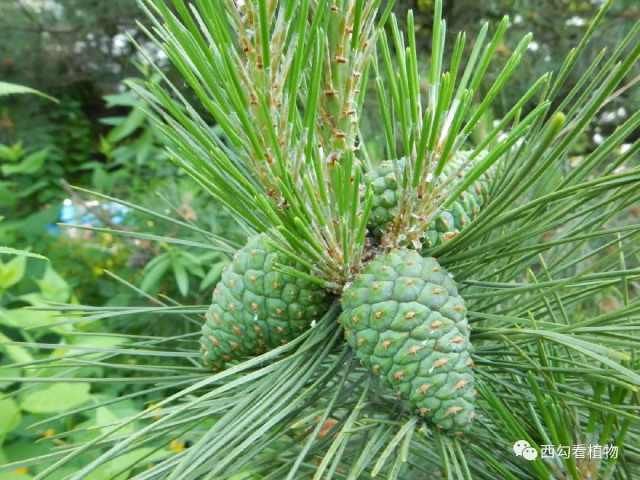  「辛庄」辛庄植物004——油松