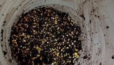  渣渣：闲来无事在家，制作玉米钓饵及玉米窝料！