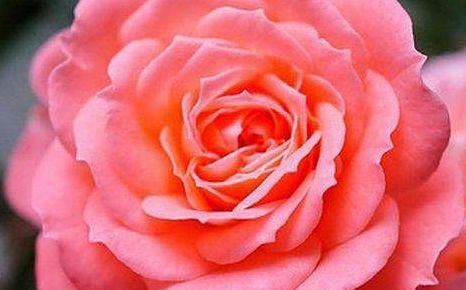  春天@这几款盆栽花卉，最合适春天养，不黄叶长势旺，浇点水就爆盆