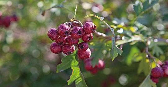 入秋后，五种被列入“黑名单”的水果，少吃少生病，尤其是图五