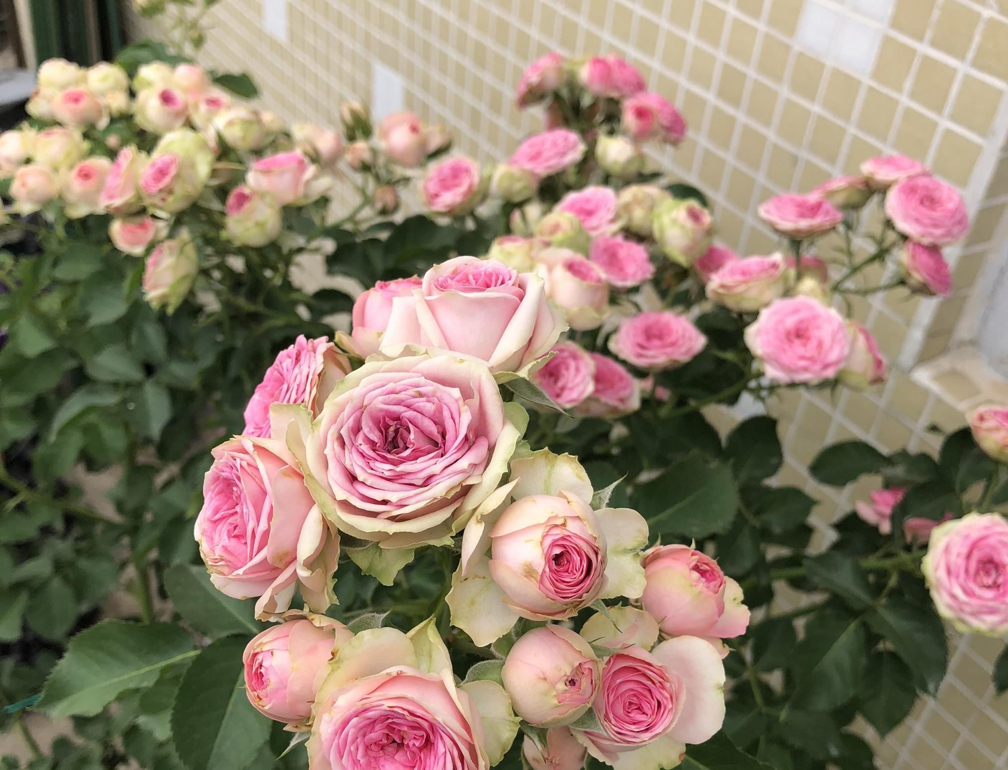  [玫瑰]一款很容易开爆盆的盆栽植物，花美似玫瑰，四季开花，还很好养