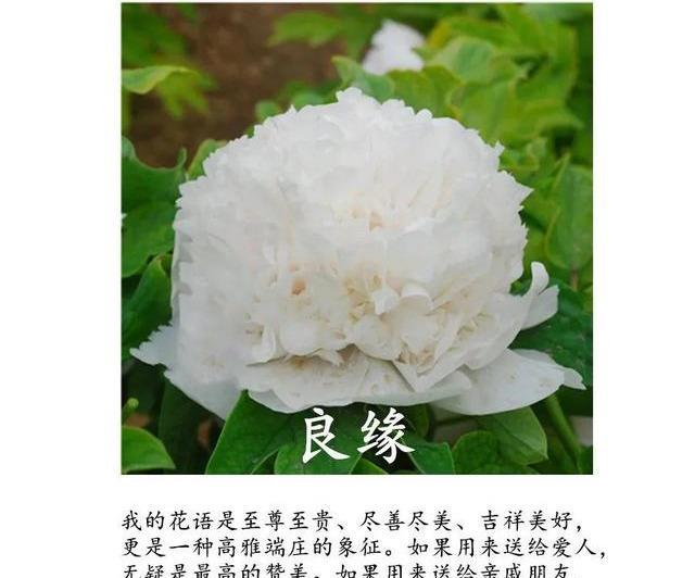 全场■国花牡丹,春天最大气的花,开出第一朵,就惊艳全场!