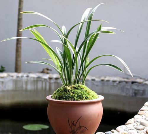 『空调』空调房适宜养什么植物?植物经常枯死?这五点才是根本原因