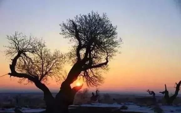 雪后的中国胡杨林，才是真正美爆了!