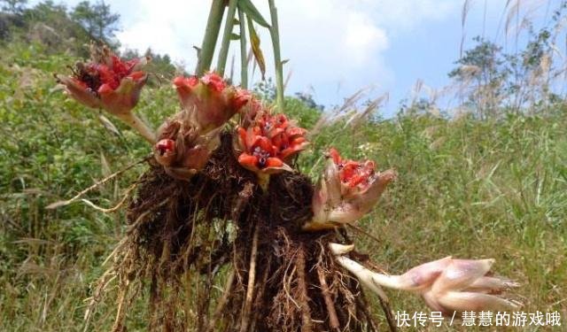 农村创业首选项目，一亩地能赚20000元，关键是不愁销售