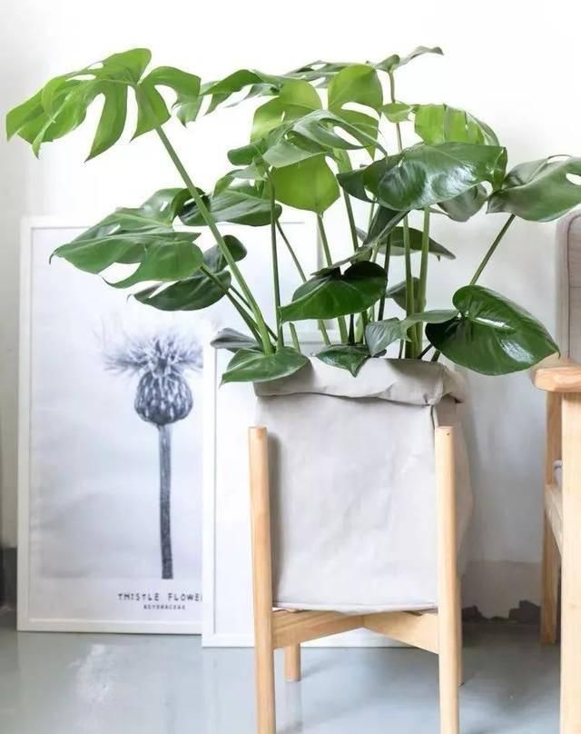  【营造】卧室养花就选这五种，专门晚上释放氧气，为你营造天然氧吧