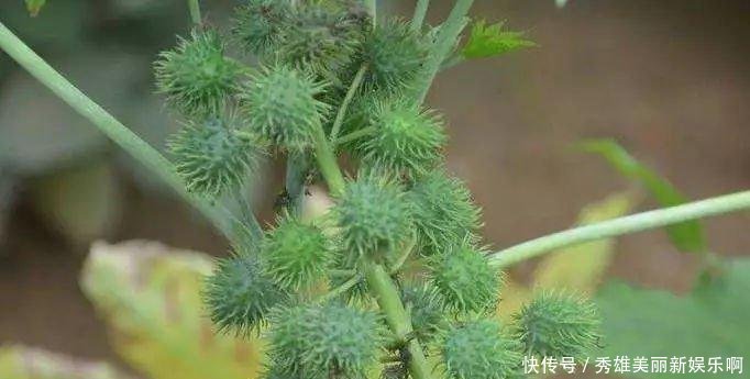它浑身都是毒，入侵我国却被大量种植，如今全球年产量55万吨