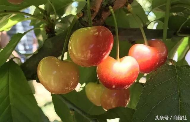 中国人吃掉智利85%的樱桃!天猫完全改变了一