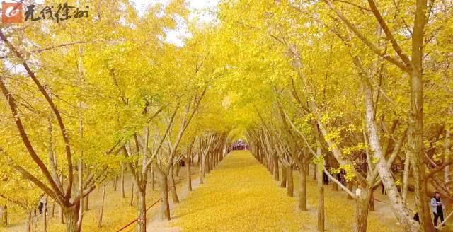 时光隧道:最美乡村路 满眼黄叶碎成金