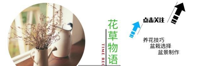 #肥嘟嘟#这花一碰就有苹果香,人称“楚留香”,叶子肥嘟嘟,小巧惹人爱!