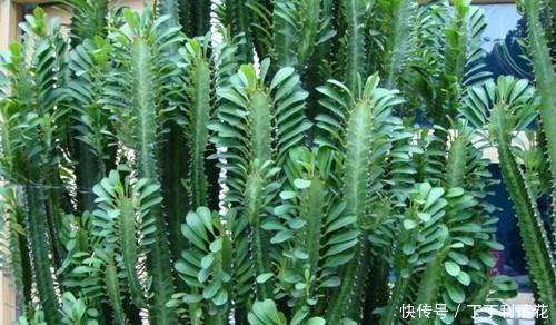  『就能长』这3种花特别霸气，1个月不搭理也能长，喜欢窜个，能长到屋顶