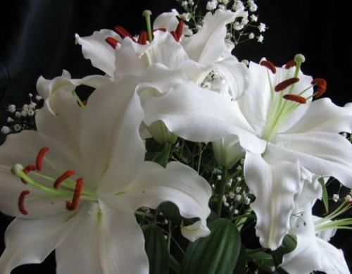  『玉蝶』喜欢菊花，就养盆“珍贵名菊”白十八，似玉蝶偏偏，清新淡雅