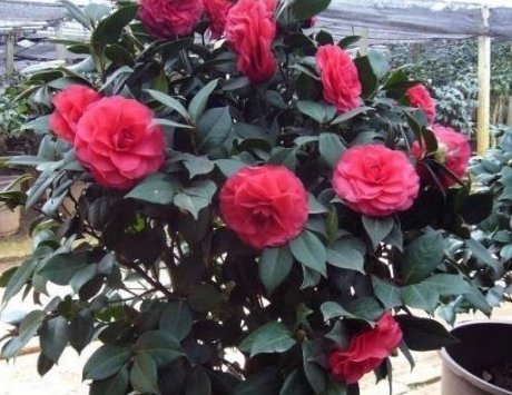  「肥得」花盆里撒1把“它”，土壤肥得流油，叶片花朵蹭蹭长，养啥花都旺