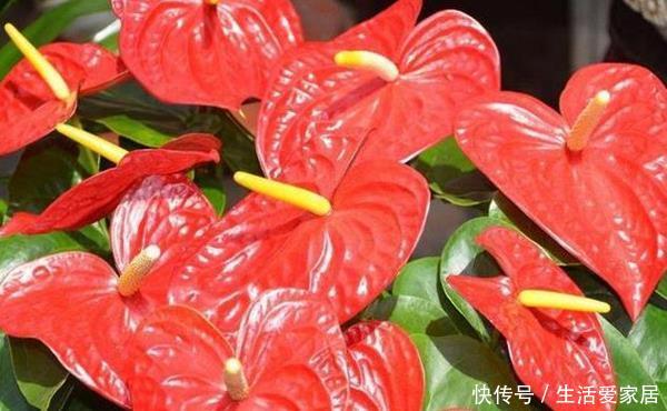  红掌■红掌养护“小攻略”，做好这些事，叶子翠绿花开到爆