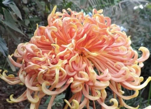  『金发』新手养花，不如养盆花中精品“红衣金钩”，似波浪金发，绚丽优雅