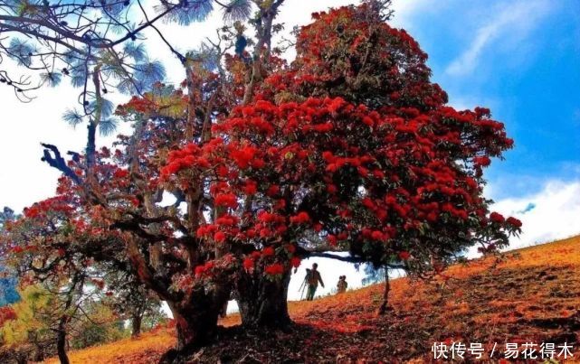  「杜鹃」国家Ⅱ级珍稀濒危物种|花色妖娆的大王杜鹃