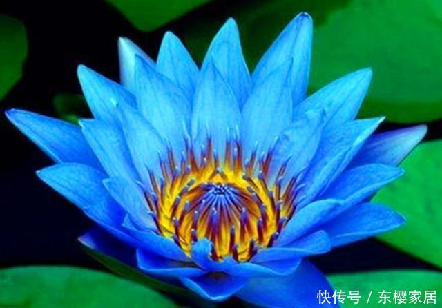 凌波仙子■世界上最娇贵的花之一,开花时美如凌波仙子,可惜花期短暂