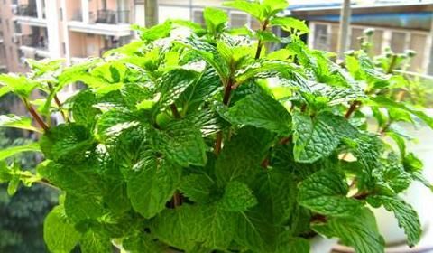 『卫生』有“3种”植物吸油烟,厨房养1盆,不仅长得旺盛,环境还更卫生!