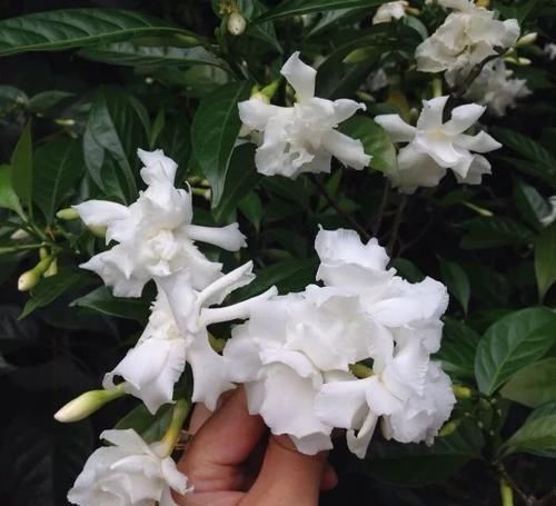  『没想到』买了盆花朵特别像栀子花的观赏植物，没想到名字叫狗牙花