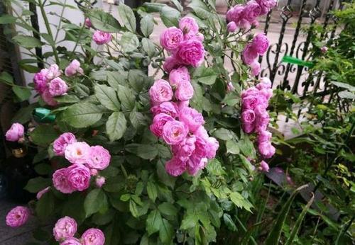  『盆栽』此花花朵易爆盆，全年有花赏，花香浓郁，是家庭盆栽佳品！