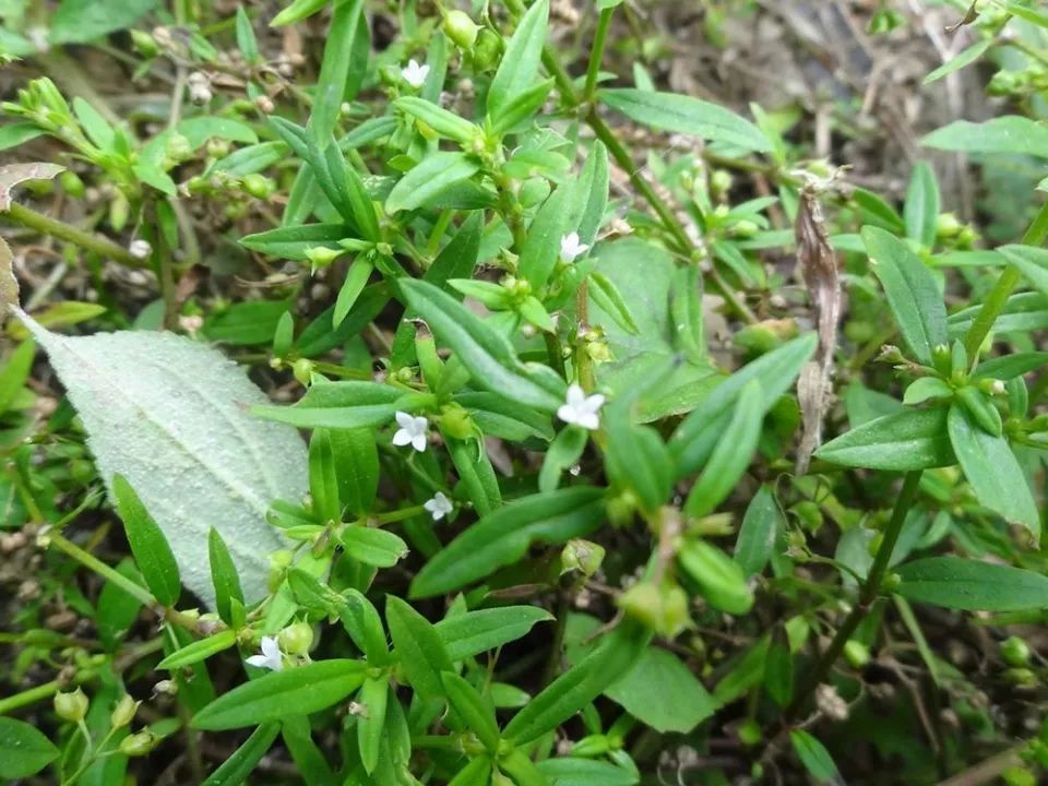 田埂上的白花野草，人称“蛇总管”，蛇见到就跑，泡茶喝可养肝