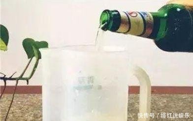 【植物】给绿萝、文竹、吊兰用啤酒浇水,坚持1个月后,叶片油绿还爆盆!